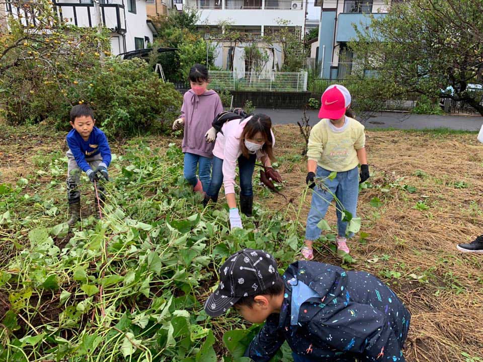 正竜会2020年秋の芋掘り