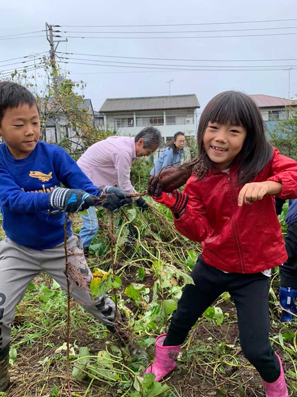正竜会2020年秋の芋掘り