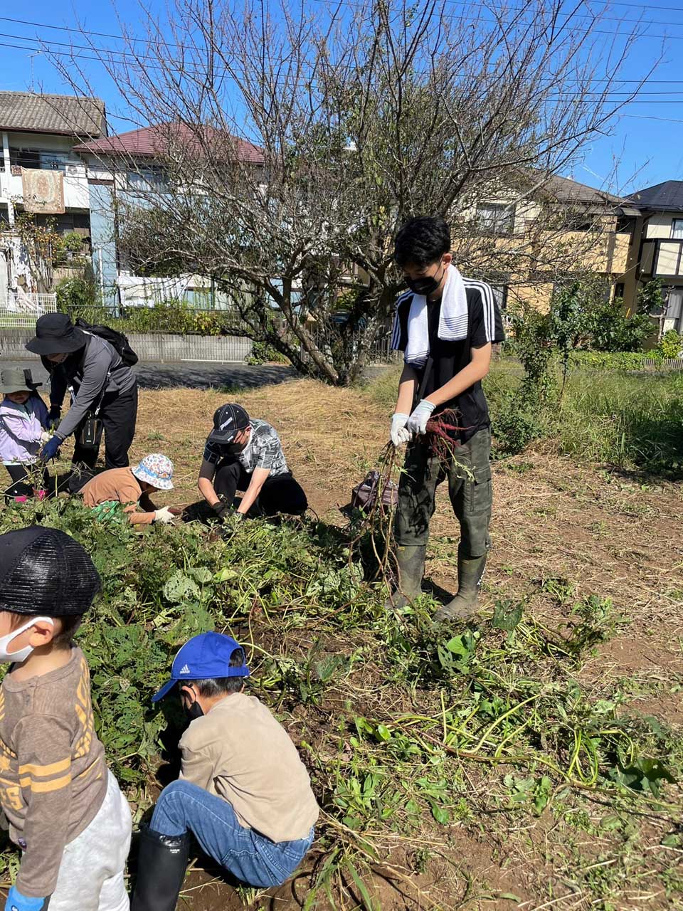 正竜会2022年秋の芋掘り