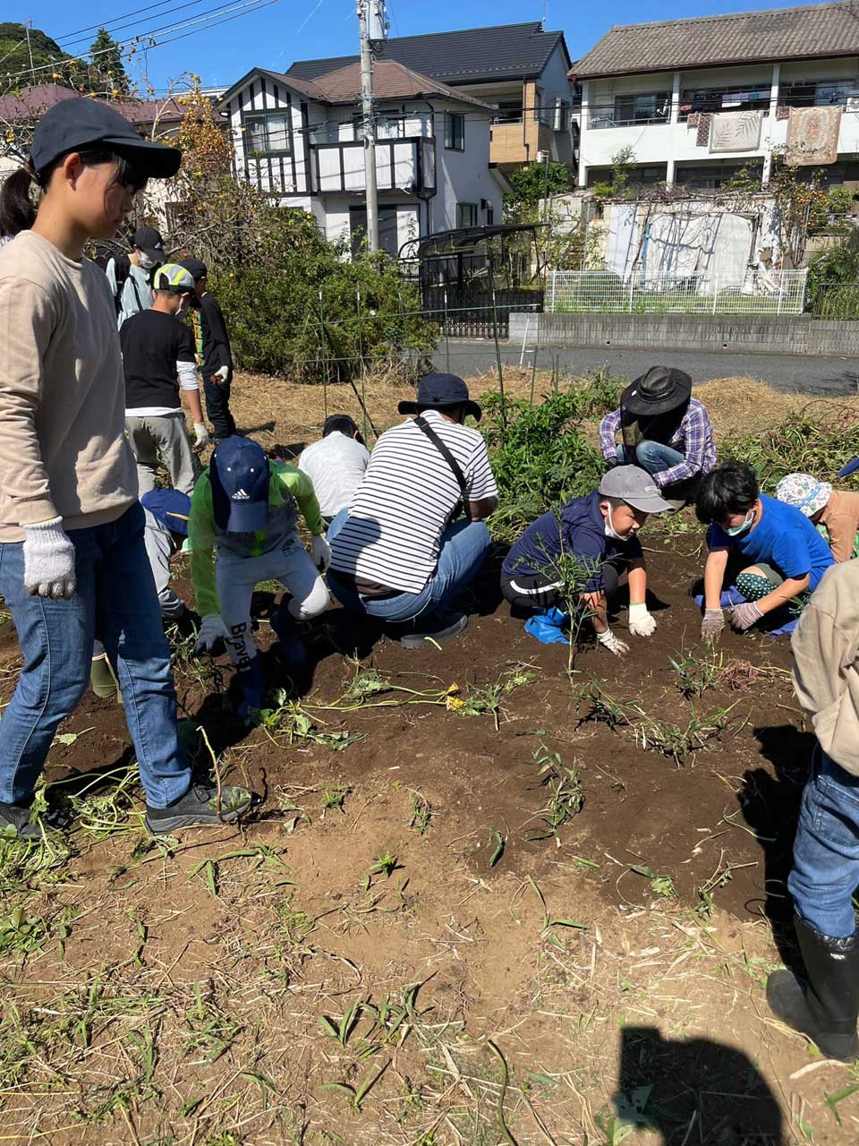 正竜会2022年秋の芋掘り