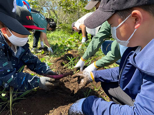 正竜会2021年秋の芋掘り