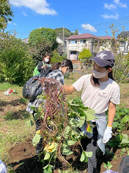 正竜会2021年秋の芋掘り