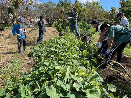 正竜会2021年秋の芋掘り