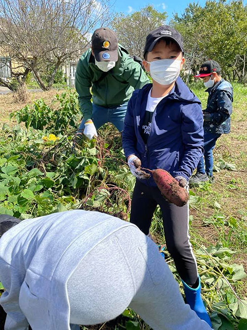 正竜会2021年秋の芋掘り
